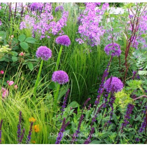 Allium / Česnakas PURPLE SENSATION - 150 vnt.