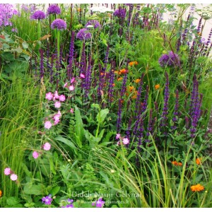 Allium / Česnakas PURPLE SENSATION - 150 vnt.