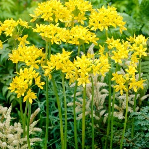 Allium moly / Auksažiedis česnakas - 500 vnt.