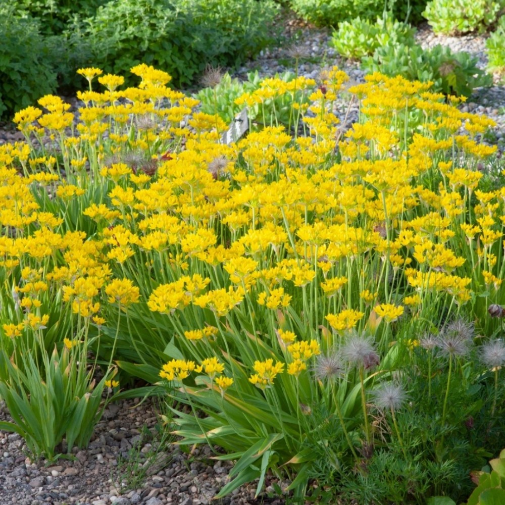Allium moly / Auksažiedis česnakas - 500 vnt.