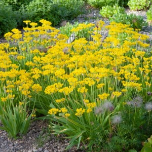 Allium moly / Auksažiedis česnakas - 500 vnt.