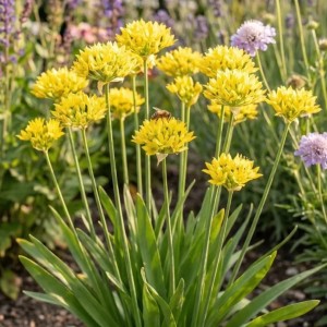 Allium moly / Auksažiedis česnakas - 500 vnt.