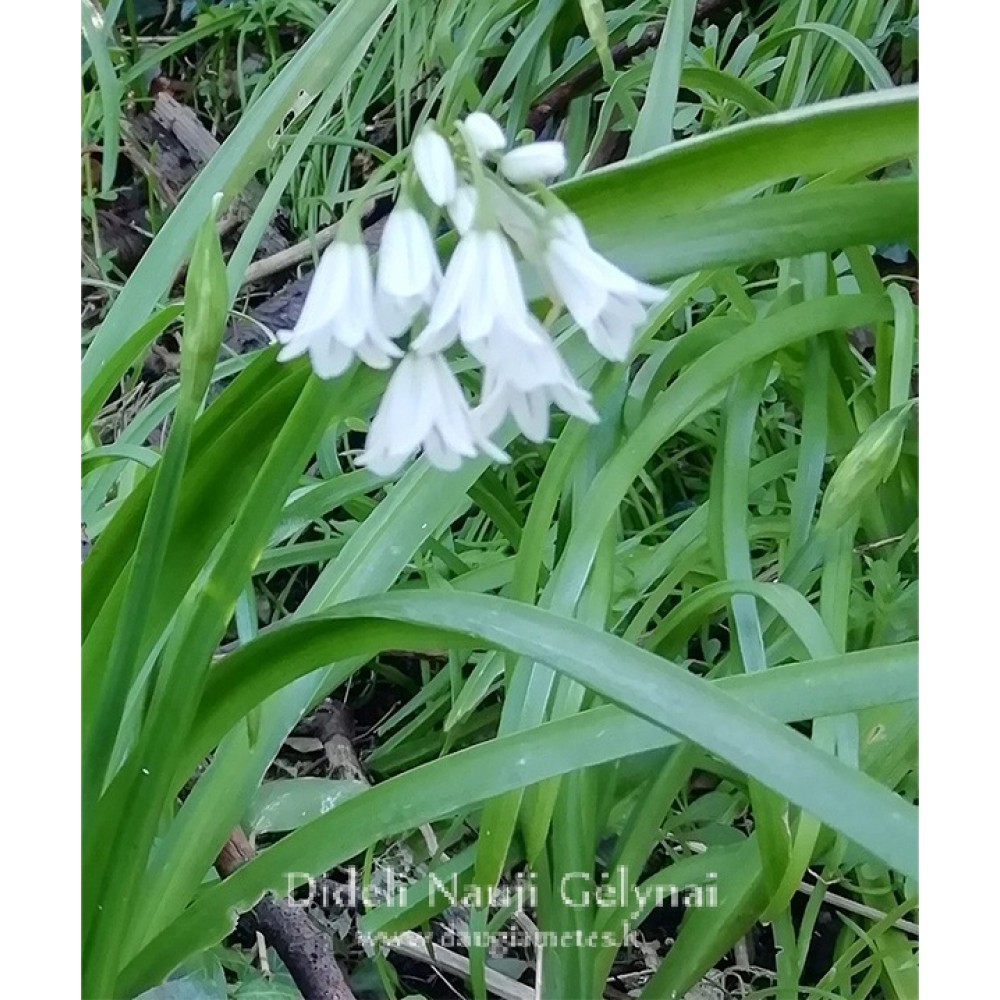 Allium triquetrum / Tribriaunis česnakas