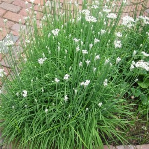 Allium tuberosum / Gumbinis česnakas