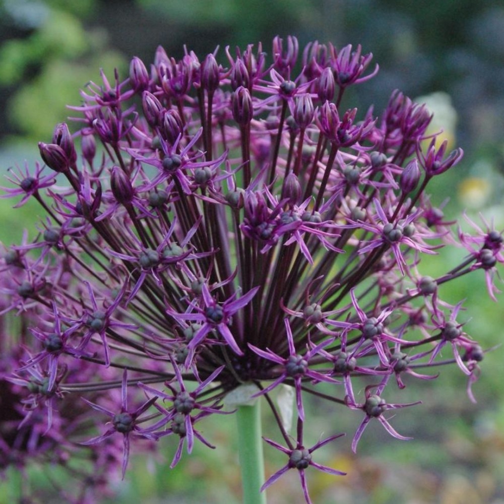 Allium / Česnakas - FIRMAMENT