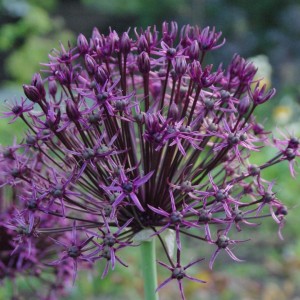 Allium / Česnakas - FIRMAMENT