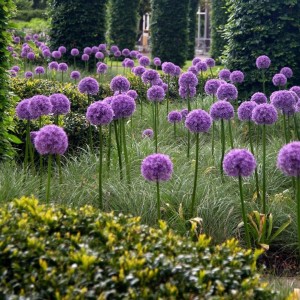 Allium / Česnakas GLOBEMASTER – 10 vnt.