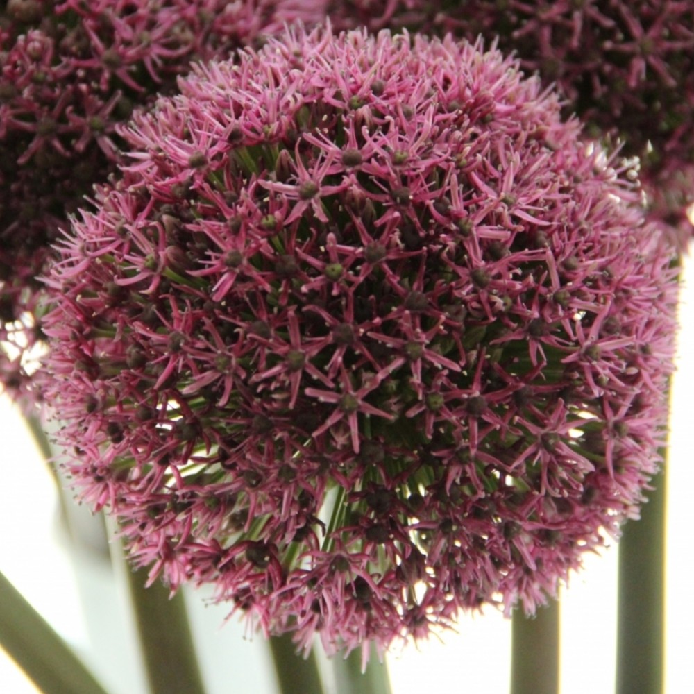 Allium / Česnakas OSTARA® - 50 vnt.