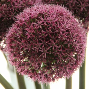 Allium / Česnakas OSTARA® - 50 vnt.