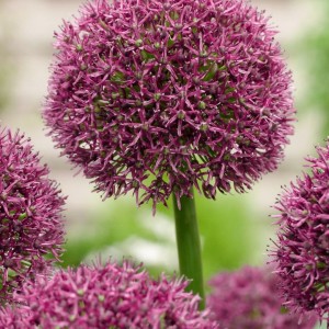 Allium / Česnakas OSTARA® - 50 vnt.