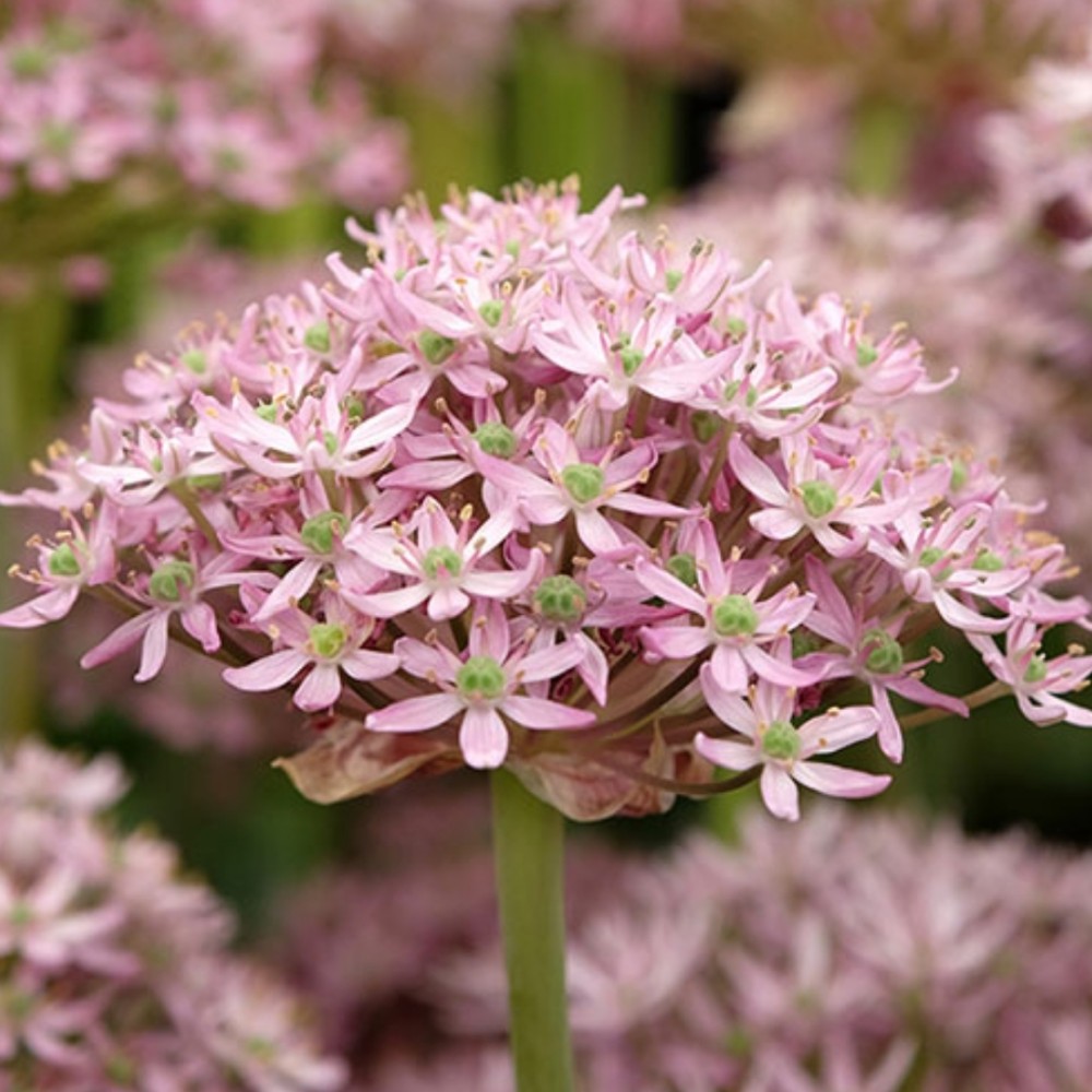Allium / Česnakas PINK JEWEL - 25 vnt.