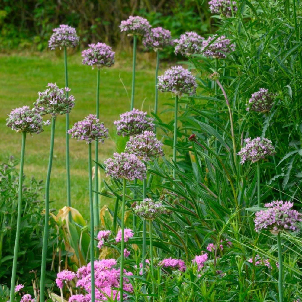 Allium / Česnakas PINK JEWEL - 25 vnt.