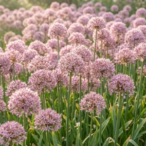 Allium / Česnakas PINK JEWEL - 25 vnt.