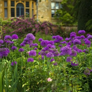 Allium / Česnakas PURPLE SENSATION - 150 vnt.