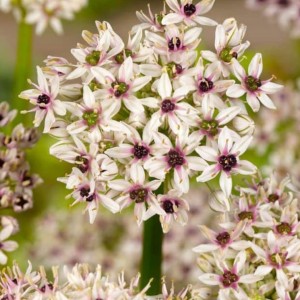 Allium / Česnakas SILVER SPRING - 25 vnt.