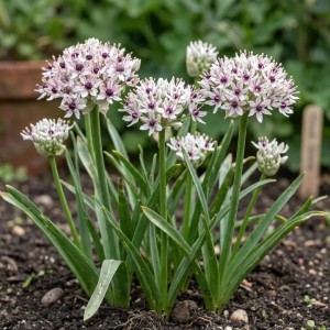 Allium / Česnakas SILVER SPRING - 25 vnt.