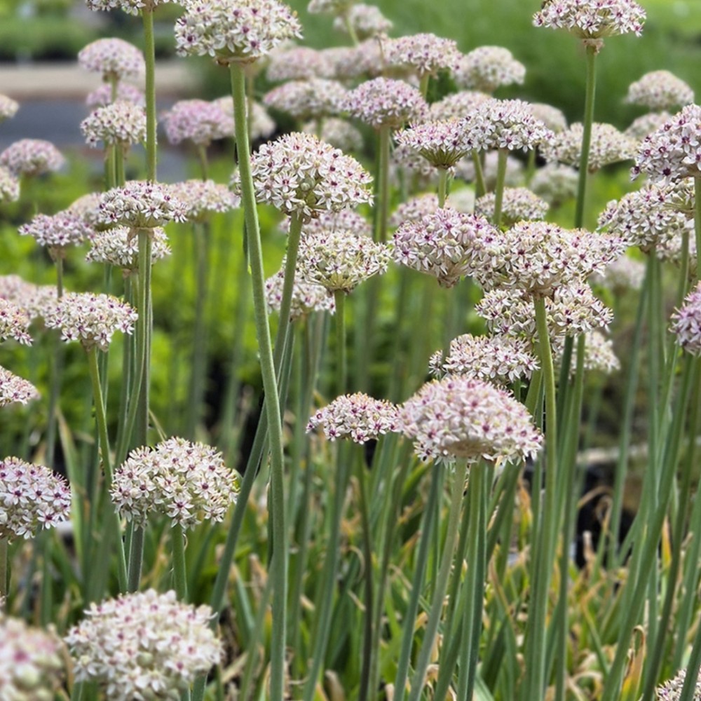 Allium / Česnakas SILVER SPRING - 25 vnt.