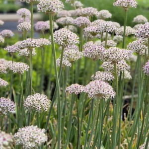 Allium / Česnakas SILVER SPRING - 25 vnt.