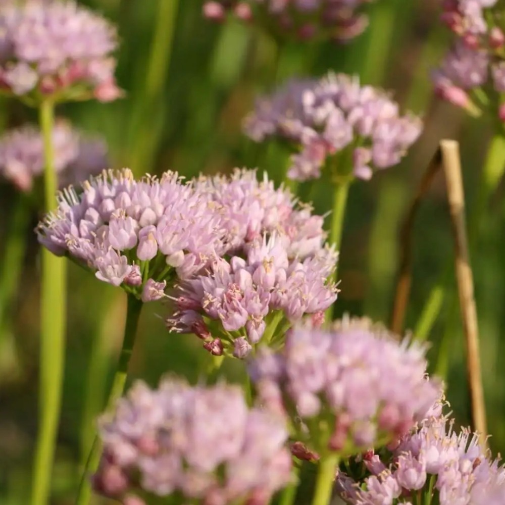 Allium / Česnakas - SUGAR MELT