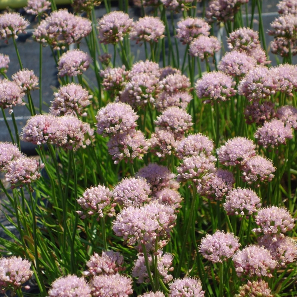 Allium / Česnakas - SUGAR MELT
