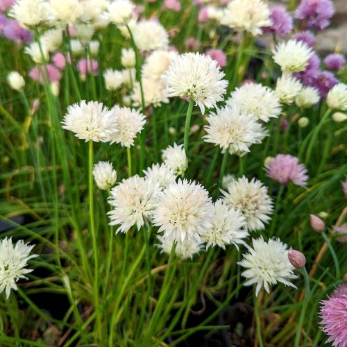 Allium / Česnakas WHITE ONE