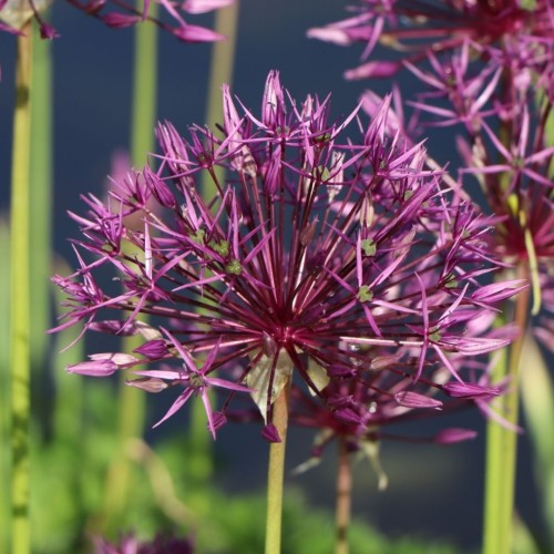 Allium christophii / Kristoferio česnakas - 5 vnt.