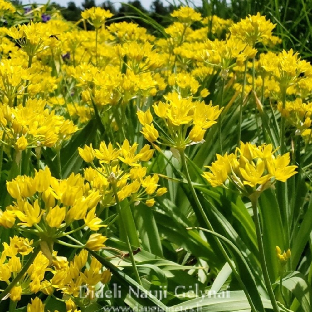 Allium moly / Auksažiedis česnakas - 500 vnt.