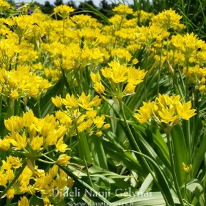 Allium moly / Auksažiedis česnakas - 500 vnt.