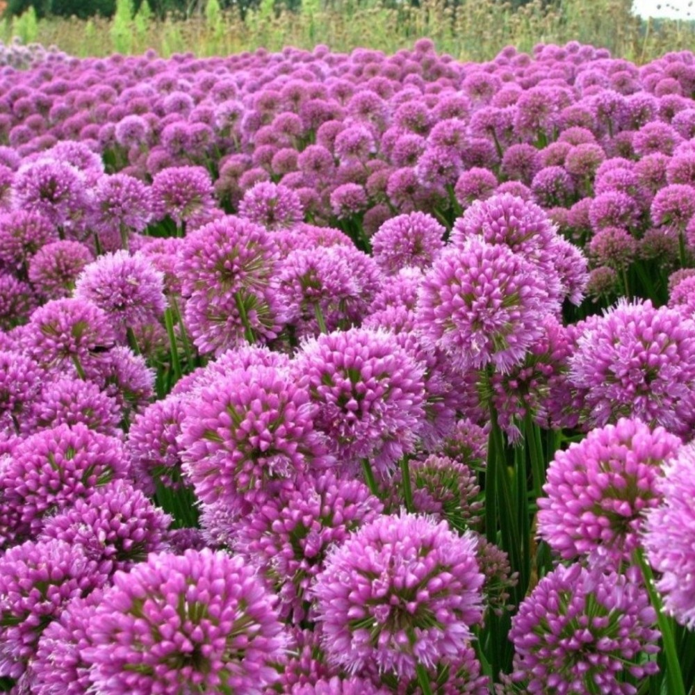 Allium / Česnakas - MILLENIUM