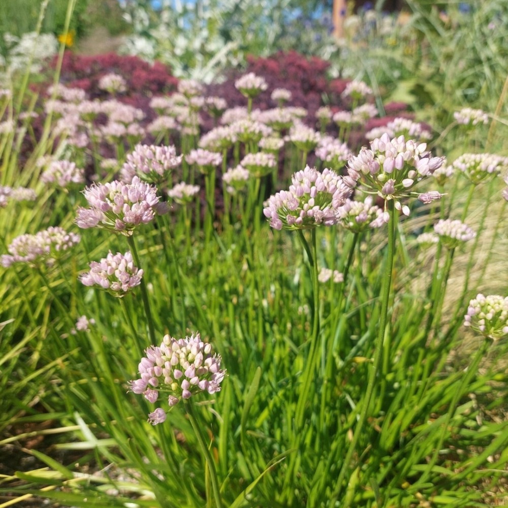 Allium / Česnakas - SUGAR MELT