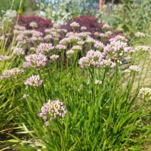 Allium / Česnakas - SUGAR MELT