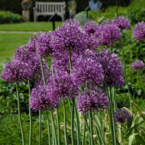 Allium / Česnakas EARLY EMPEROR – 5 vnt.