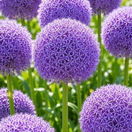Allium / Česnakas GLOBEMASTER – 10 vnt.