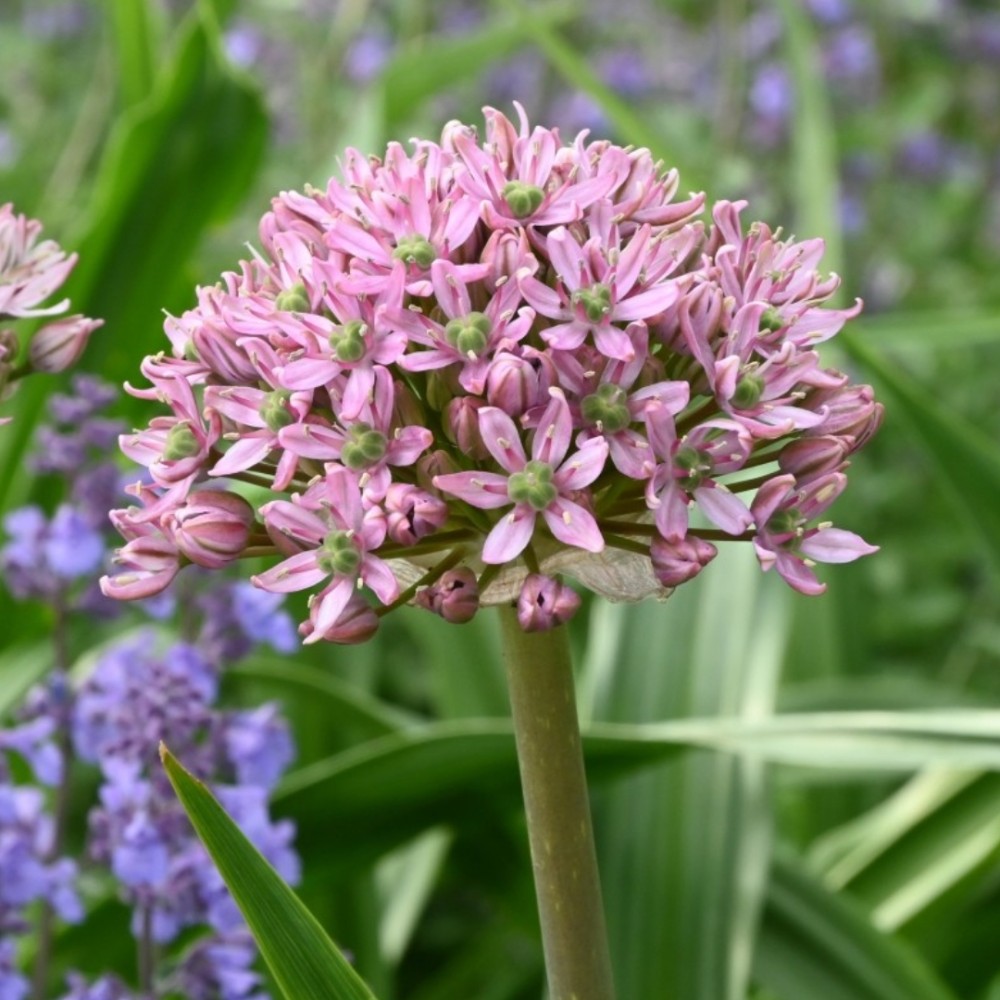 Allium / Česnakas PINK JEWEL - 25 vnt.