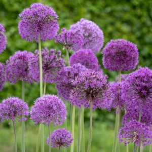 Allium / Česnakas PURPLE SENSATION - 150 vnt.