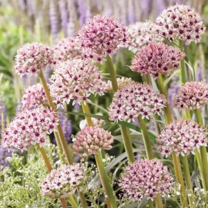 Allium / Česnakas SILVER SPRING - 25 vnt.