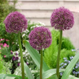 Allium / Česnakas OSTARA® - 50 vnt.