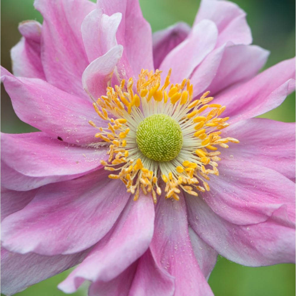 Anemone / Plukė GARDEN BREEZE WHIRLWIND PINK