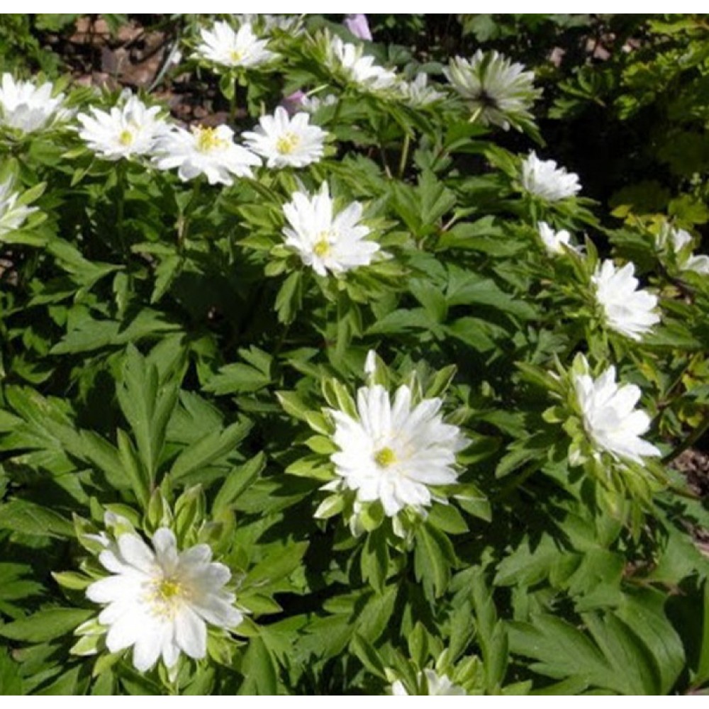 Anemone / Plukė BRACTEATA PLENIFLORA