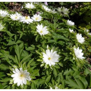Anemone / Plukė BRACTEATA PLENIFLORA