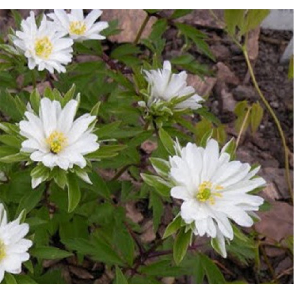 Anemone / Plukė BRACTEATA PLENIFLORA