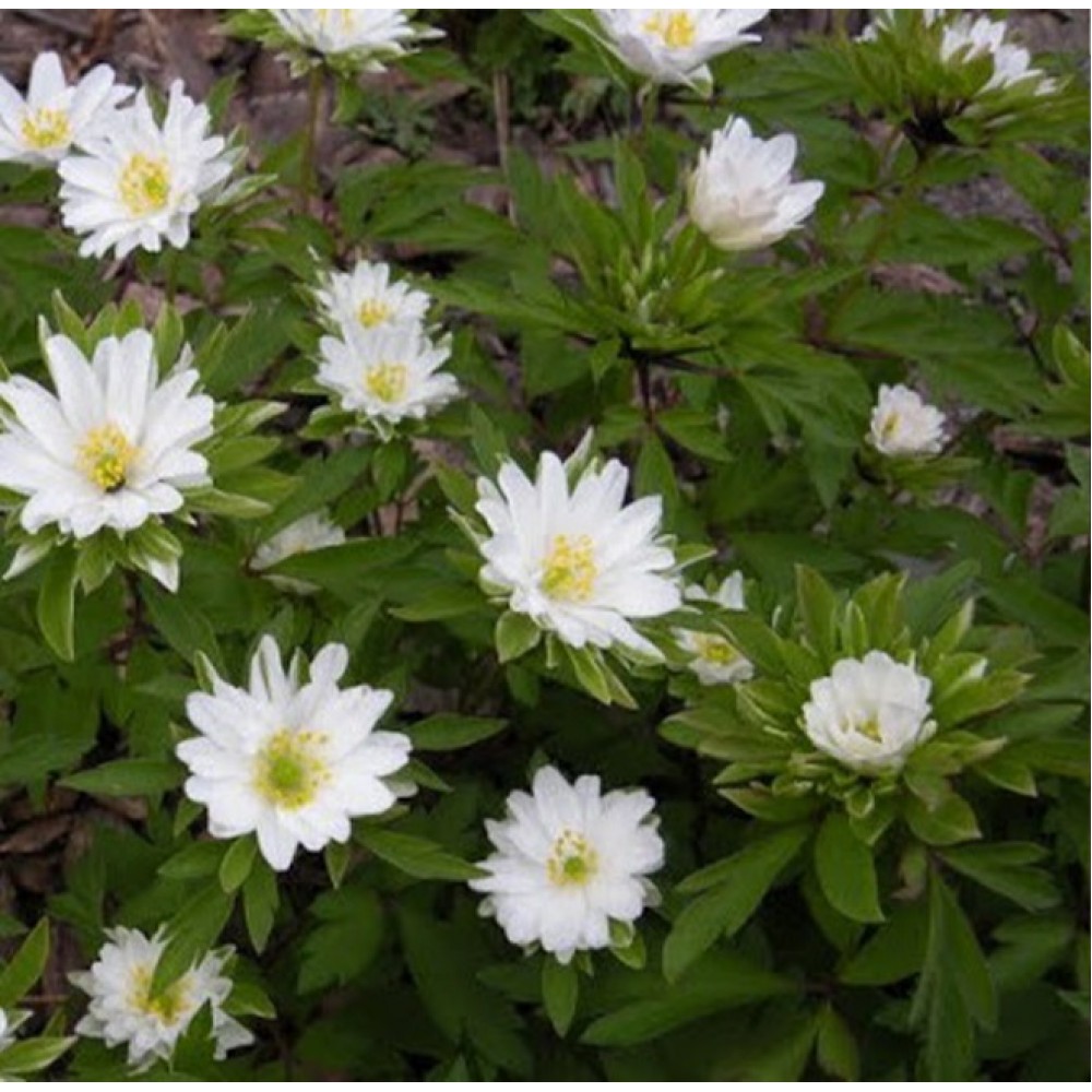 Anemone / Plukė BRACTEATA PLENIFLORA