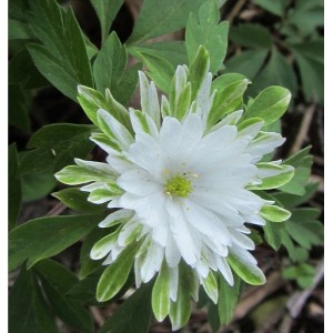 Anemone / Plukė BRACTEATA PLENIFLORA