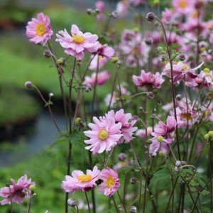 Anemone / Plukė GARDEN BREEZE WHIRLWIND PINK