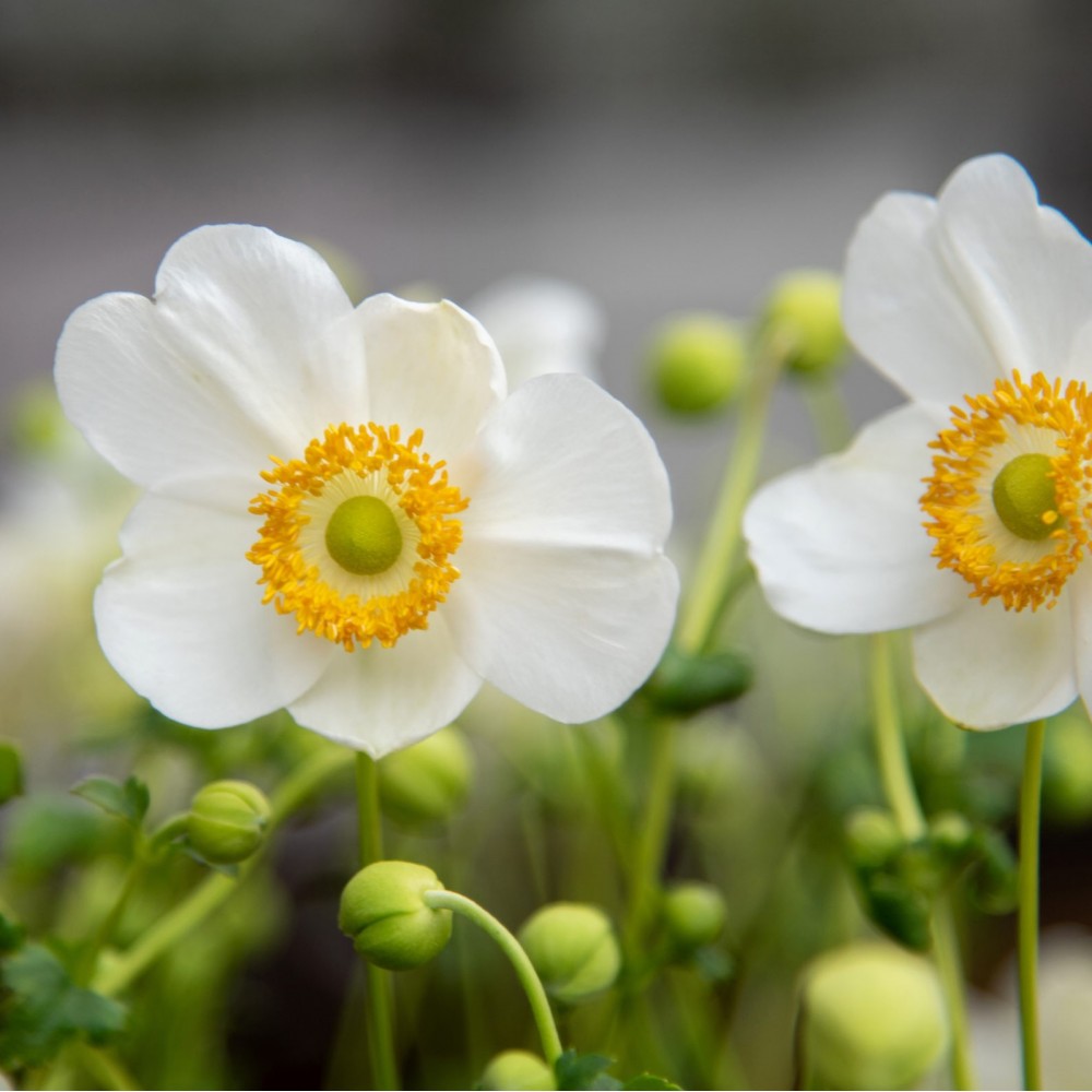 Anemone / Plukė SUMMER BREEZE SNOW