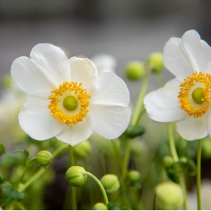 Anemone / Plukė SUMMER BREEZE SNOW