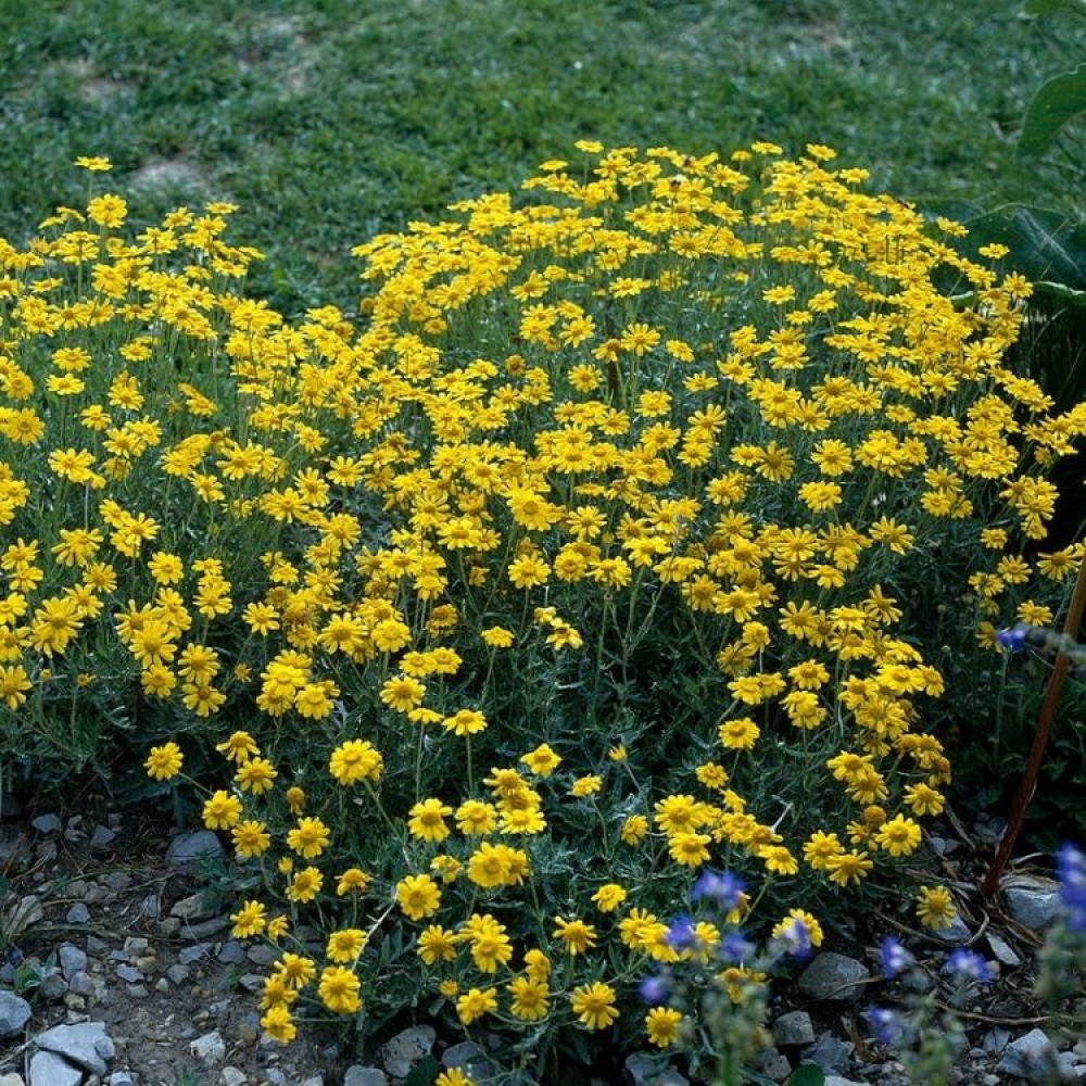 Anthemis tinctoria / Bobramunis