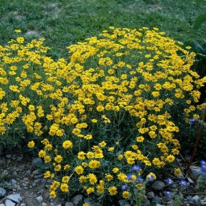 Anthemis tinctoria / Bobramunis