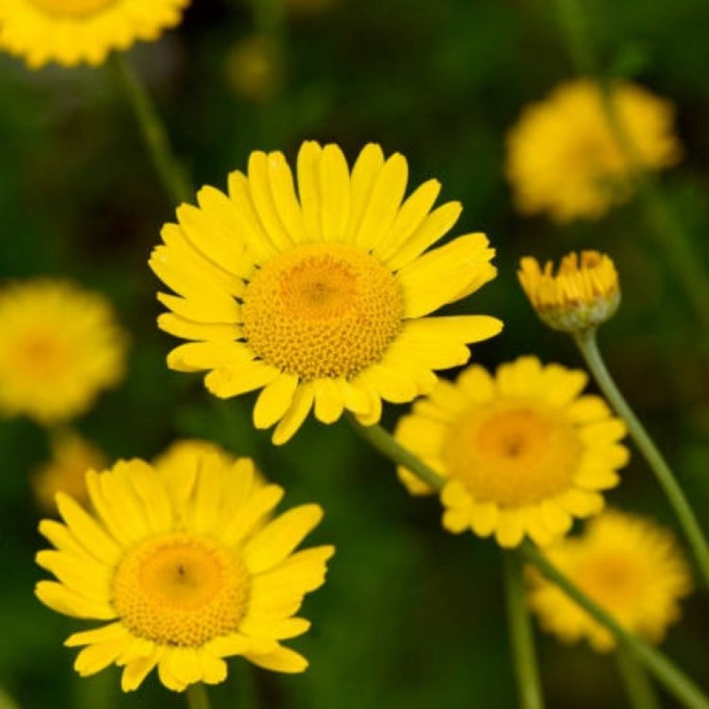 Anthemis tinctoria / Bobramunis