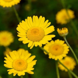 Anthemis tinctoria / Bobramunis